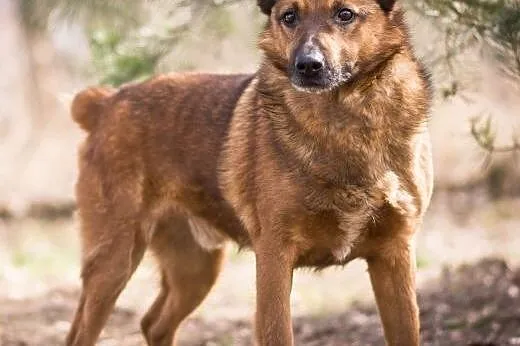 BUBU - wesoły, fajny psiak do adopcji, mazowieckie Warszawa
