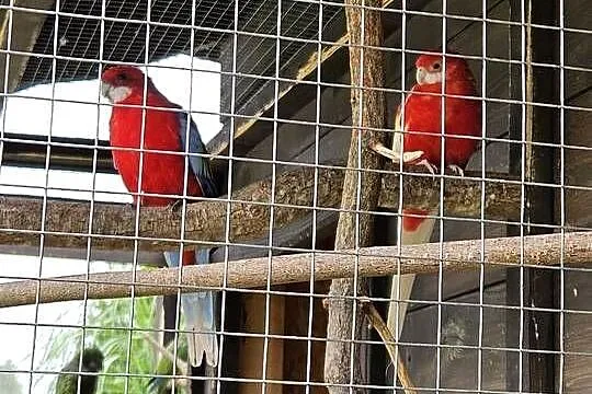 Sprzedam papugi roznego gatunku, Mazowieckie, Pionki