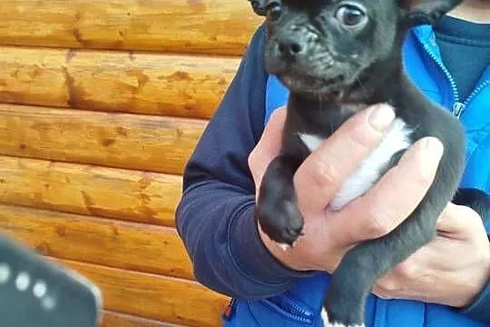 Piesek chihuahua okolice Warszawy