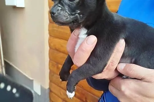 Piesek chihuahua okolice Warszawy, Mazowieckie, Płońsk