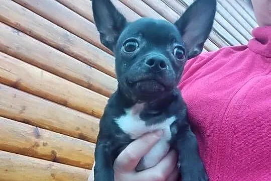 Piesek chihuahua okolice Warszawy, Mazowieckie, Płońsk