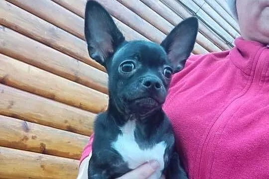 Piesek chihuahua okolice Warszawy, Mazowieckie, Płońsk