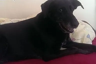 Bella poszukuje nowego kochającego właściciela!,  
