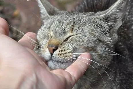Ok.roczna kotka MOKRA szuka domu! (również domu ty