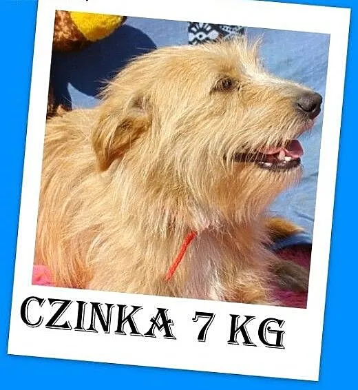 7 kg,delikatna,łagodna,wesoła suczka rodzinna CZIN
