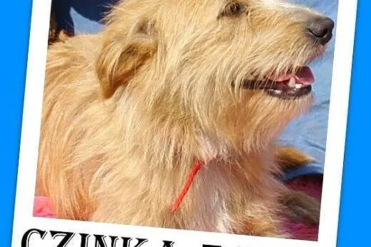 7 kg,delikatna,łagodna,wesoła suczka rodzinna CZIN