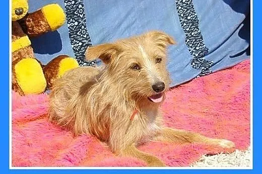 7 kg,delikatna,łagodna,wesoła suczka rodzinna CZIN