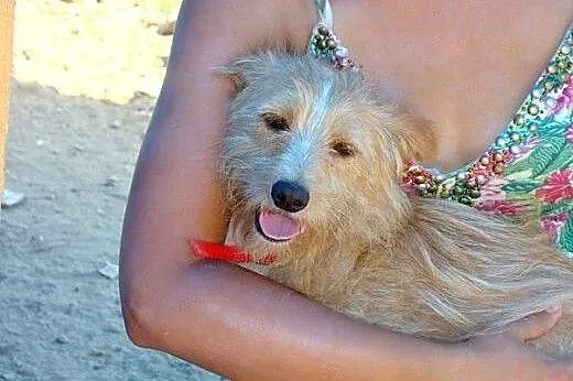 7 kg,delikatna,łagodna,wesoła suczka rodzinna CZIN