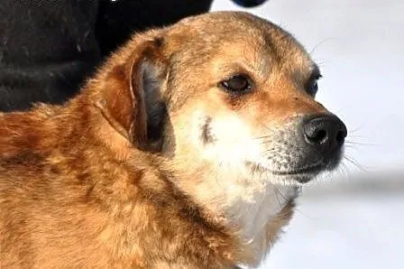 MARCO- psiak wiernie oddany swemu panu szuka dobrego domu,  małopolskie Kraków