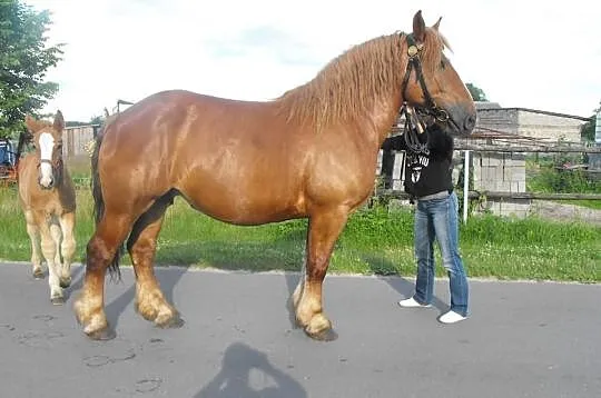 Klacz zimnokrwista LORENA 81 pkt. hodowli Nowe Jan