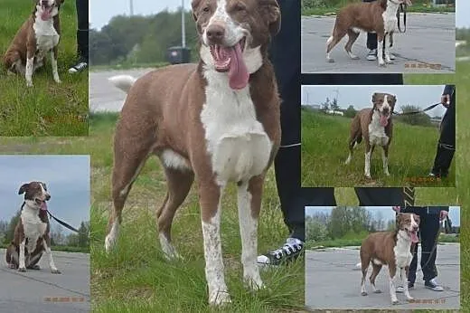 Łyska szuka nowego domu ,  pomorskie Słupsk