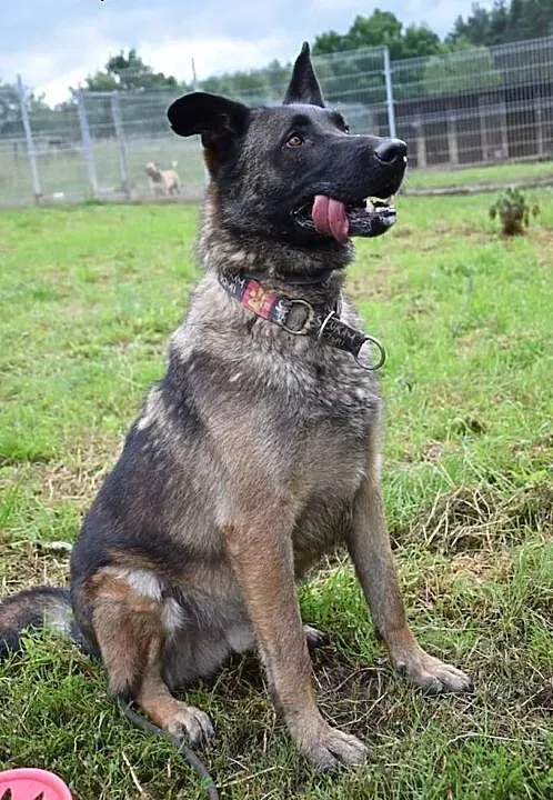 Ares do adopcji, kujawsko-pomorskie Bydgoszcz,