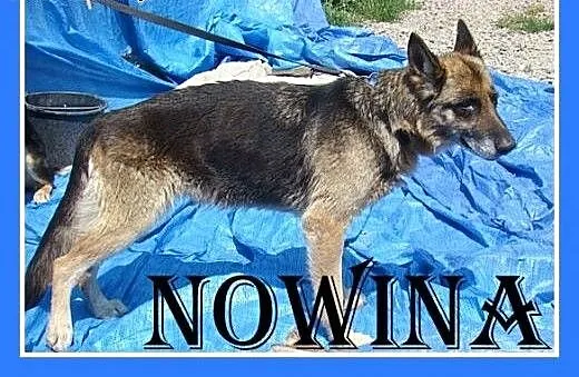 Starsza,idealna,spokojna suczka NOWINA owczarek.A
