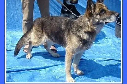 Starsza,idealna,spokojna suczka  NOWINA owczarek.A