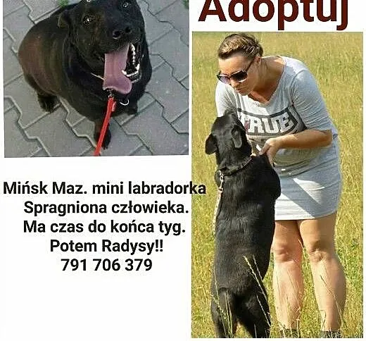 Labrador suczka w typie tej rasy uchroń przed rady