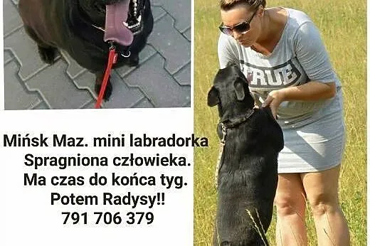 Labrador suczka w typie tej rasy uchroń przed rady