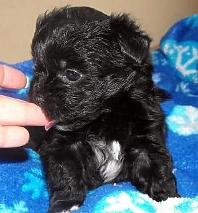 Shih tzu