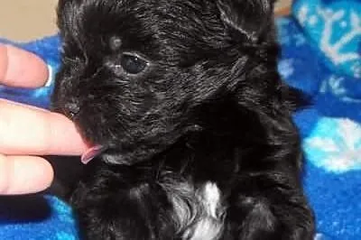 Shih tzu
