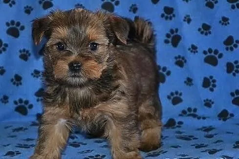 Shih tzu