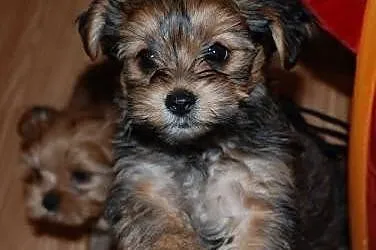 Shih tzu