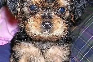 Shih tzu