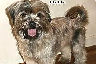 Shih tzu