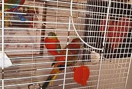 Papugi łekowki turkusowe 2 pary , Nakło nad Notecią