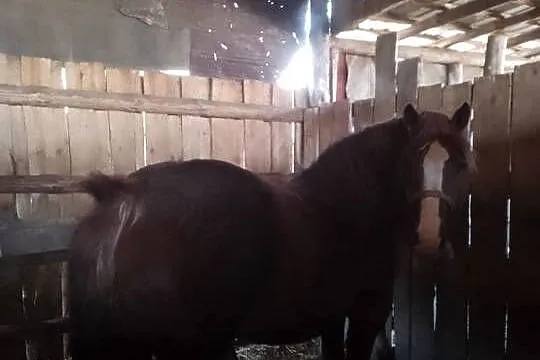 Sprzedam klacz zimnokwista zrebna że zrebicom, Mazowieckie, Gąbin