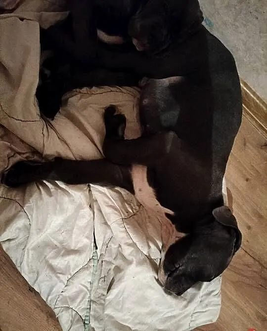 7 szczeniaków Cane Corso, Mazowieckie, Mińsk Mazowiecki