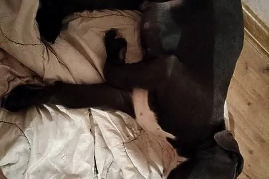 7 szczeniaków Cane Corso, Mazowieckie, Mińsk Mazowiecki