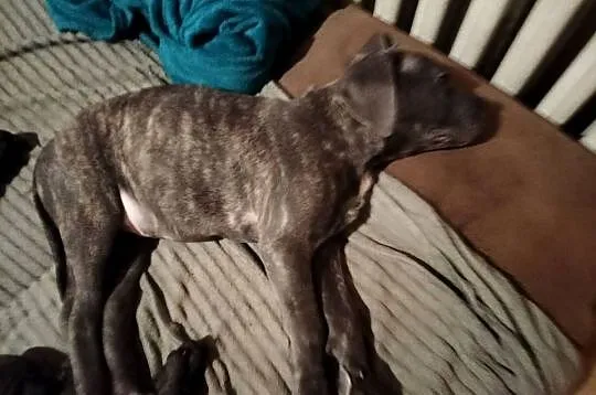 7 szczeniaków Cane Corso, Mazowieckie, Mińsk Mazowiecki