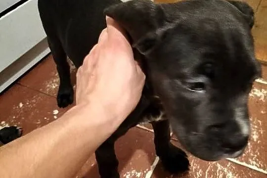 7 szczeniaków Cane Corso, Mazowieckie, Mińsk Mazowiecki