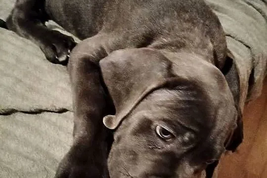 7 szczeniaków Cane Corso, Mazowieckie, Mińsk Mazowiecki