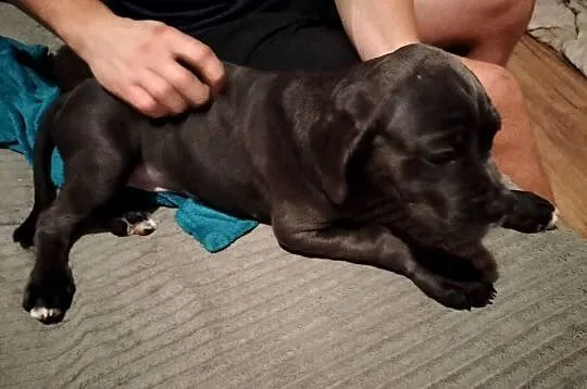 7 szczeniaków Cane Corso, Mazowieckie, Mińsk Mazowiecki