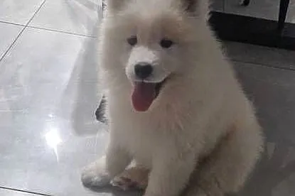 Szczeniaki rasy samoyed gotowe do odbioru, Wielkopolskie, Września