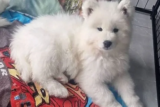 Szczeniaki rasy samoyed gotowe do odbioru, Wielkopolskie, Września