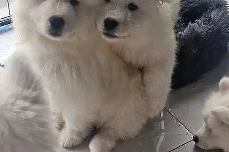 Szczeniaki rasy samoyed gotowe do odbioru, Wielkopolskie, Września