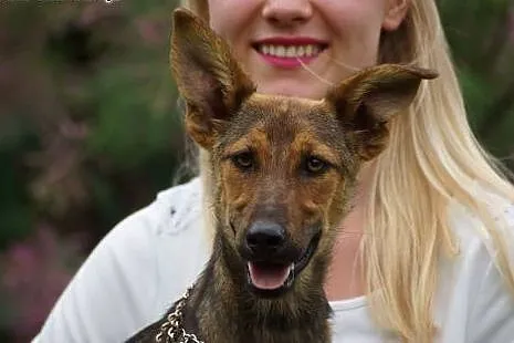 Fanta młoda  sunia szuka nowego domu!,  Kundelki c