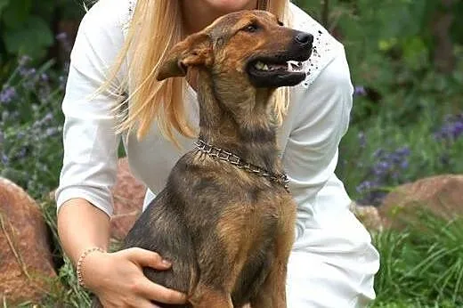 Fanta młoda  sunia szuka nowego domu!,  Kundelki c