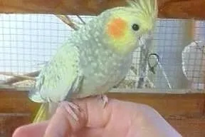 Młode papugi nimfy - idelany pupil, Gliwice