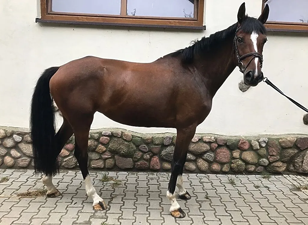 Sprzedam klacz- IKA, ,