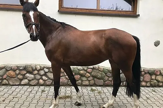Sprzedam klacz- IKA, , 