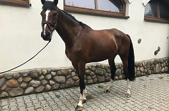 Sprzedam klacz- IKA, , 