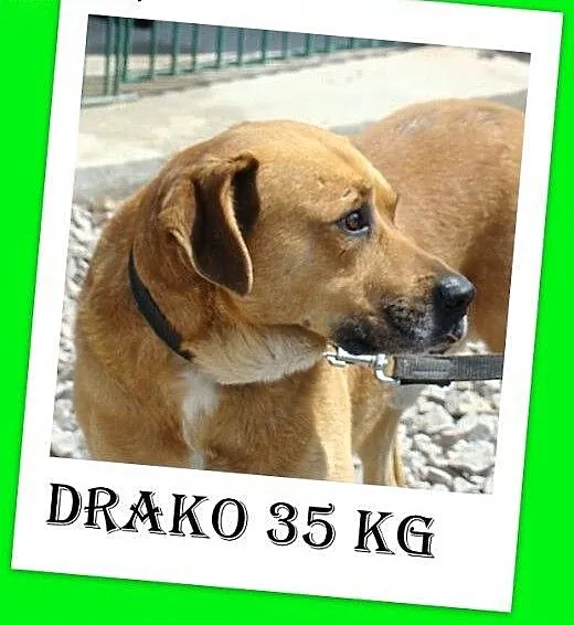 30kg,duży,zrównoważony,spokojny,lubi wychodzić na