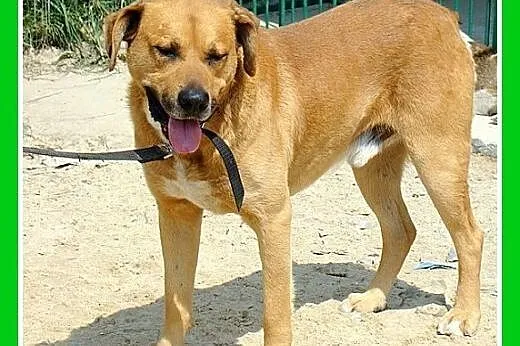 30kg,duży,zrównoważony,spokojny,lubi wychodzić na 