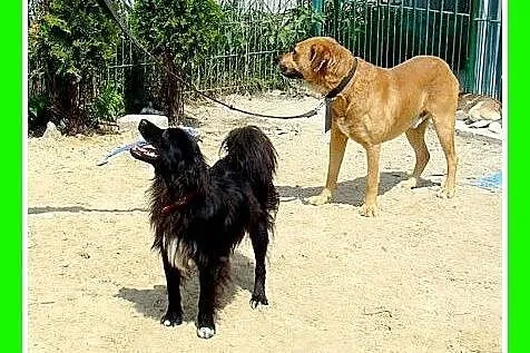 30kg,duży,zrównoważony,spokojny,lubi wychodzić na 