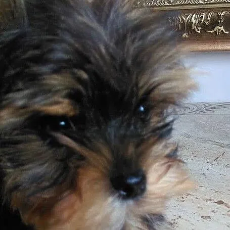 sunia Yorkshire Terrier, , Cieślin