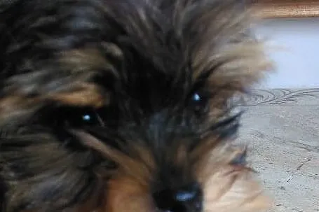 sunia Yorkshire Terrier, , Cieślin
