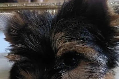 sunia Yorkshire Terrier, , Cieślin