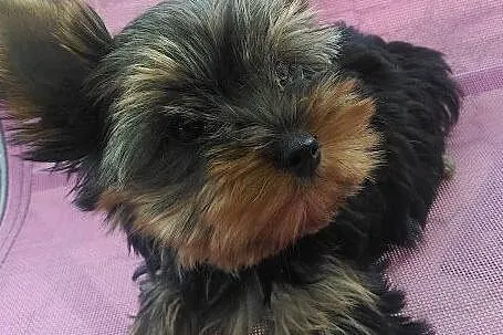 sunia Yorkshire Terrier, , Cieślin